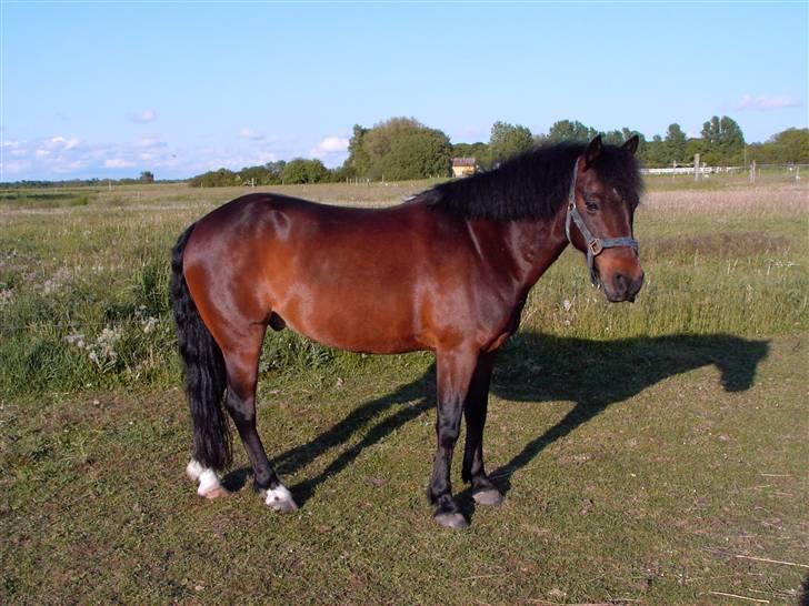 New Forest Bæklunds Mango - Mango på folden billede 3