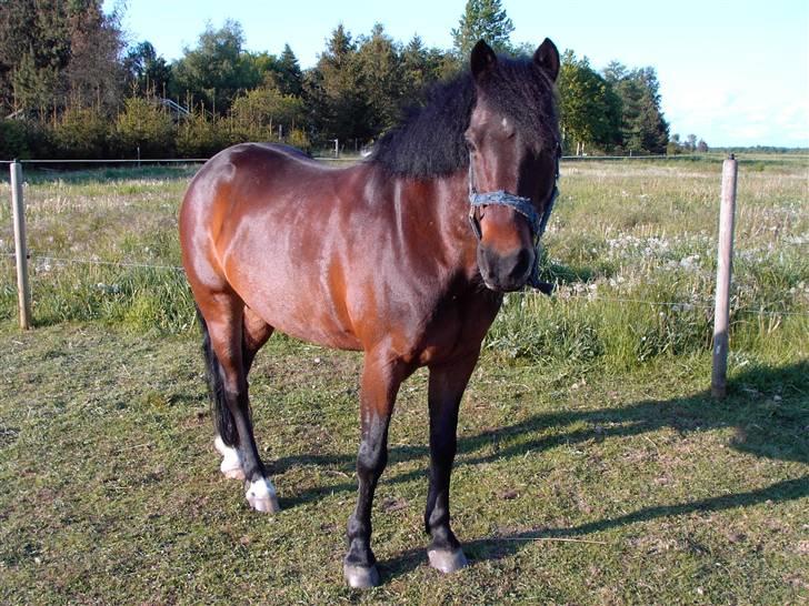 New Forest Bæklunds Mango - Endnu et billed af Mango på fold billede 4
