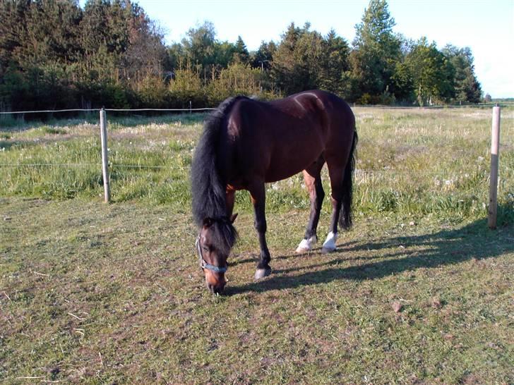 New Forest Bæklunds Mango - Et lille græsstrå.... det kan Mango ikke stå for... billede 5