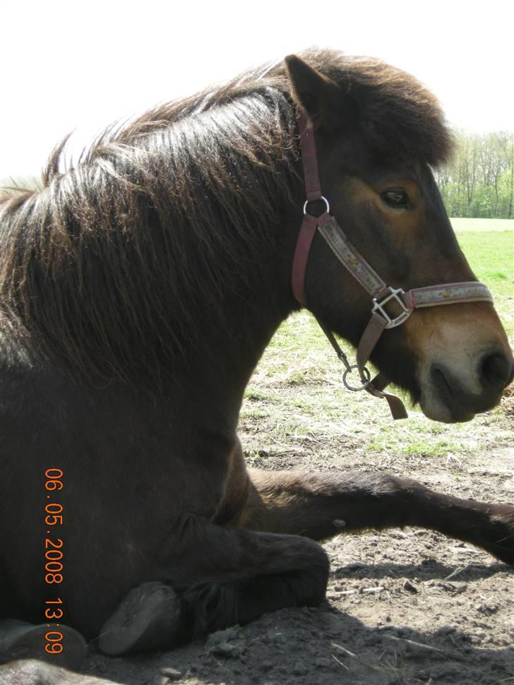 Islænder Glòa fra Krøjgård R.I.P. billede 14