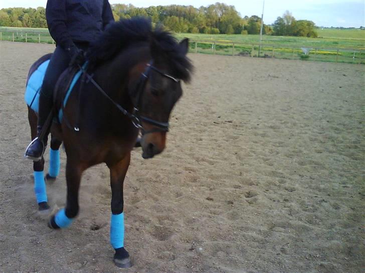 New Forest Hendrik <3 - dressur billede 4