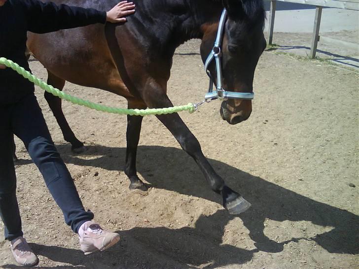 New Forest Hendrik <3 - veeeeeeeeee  se mig => billede 5