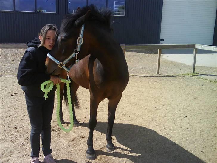 New Forest Hendrik <3 - nåårh bamse billede 6