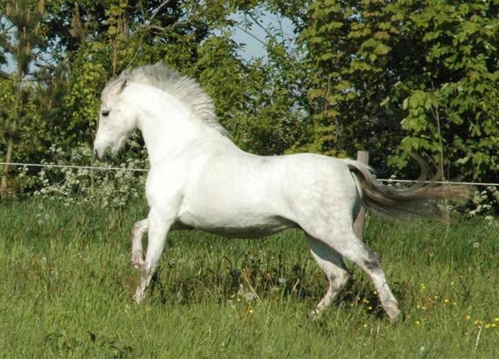 Welsh Pony (sec B) Skovbjergs Percy SOLGT. billede 18