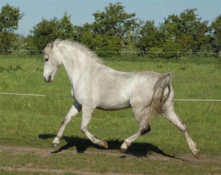 Welsh Pony (sec B) Skovbjergs Percy SOLGT. billede 20