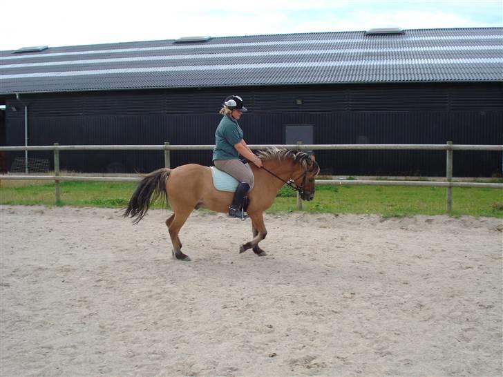 Anden særlig race Apollon. # Gammel part # - Dressur på smukke ponyen 8B <3 billede 6