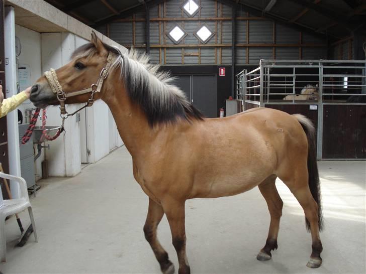 Anden særlig race Apollon. # Gammel part # - Araber pony? hehe <3 billede 9