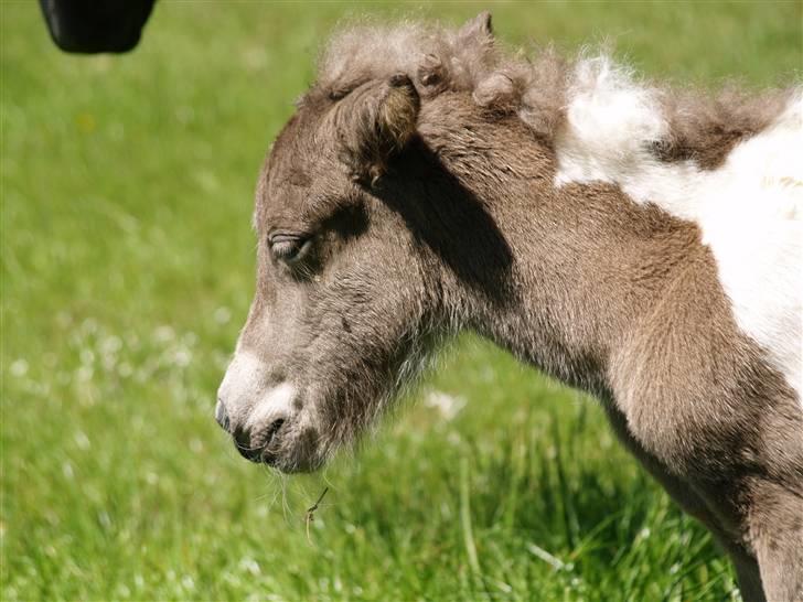 Islænder Blæfaxa fra Hammerhuse billede 1