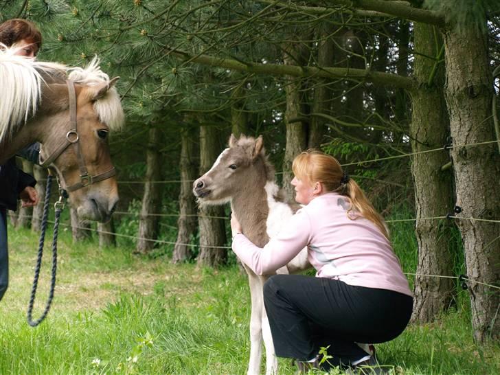 Islænder Blæfaxa fra Hammerhuse billede 5