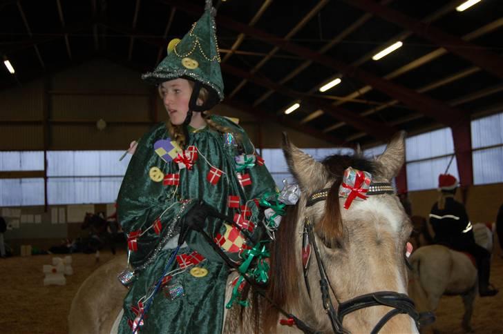 Welsh Pony af Cob-type (sec C) Fanny af Sønderbo - Mig og Fanny til jule stævne billede 9