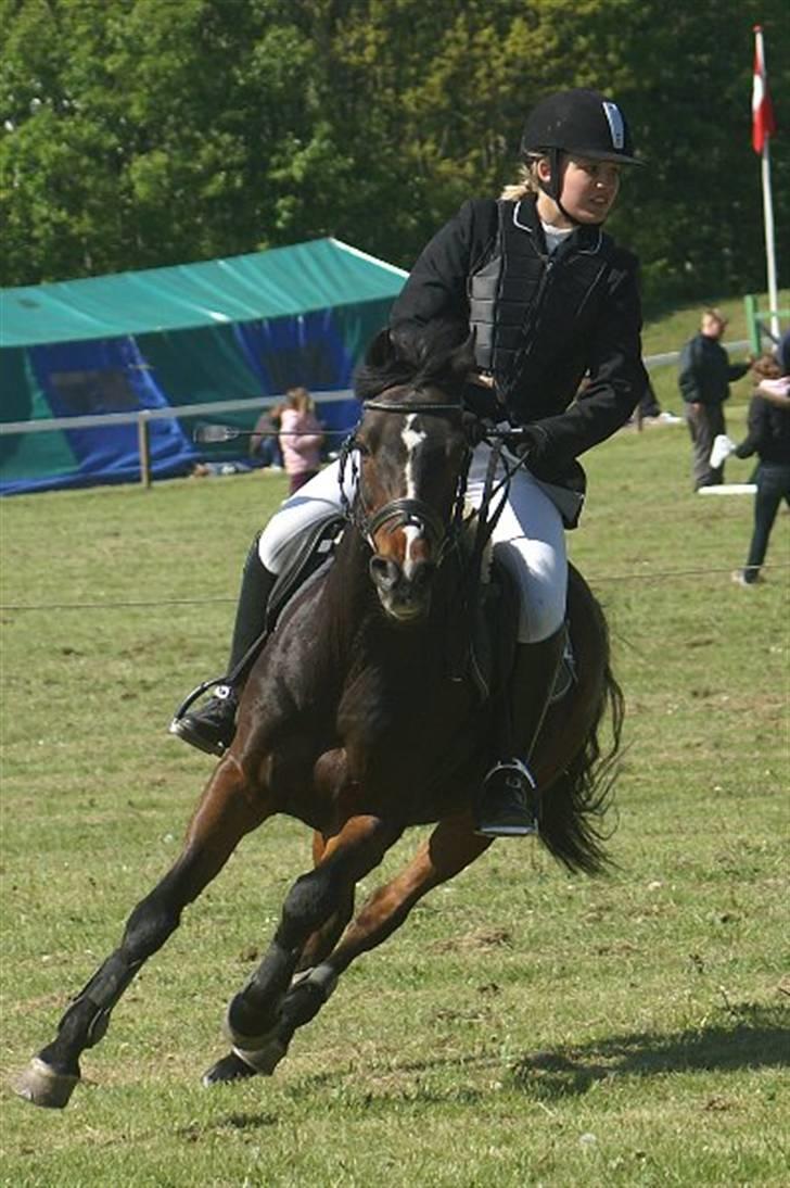 Anden særlig race Fandango *DØD* )': - Morsø 2007 . Fuld galop (: billede 1