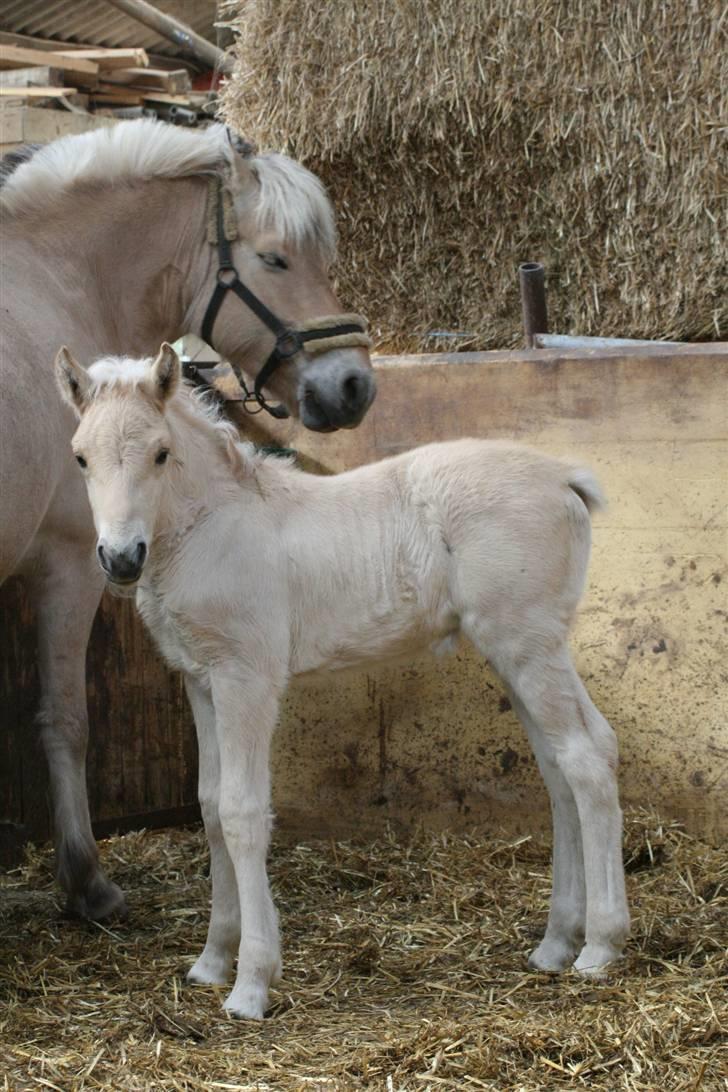 Fjordhest Mosegårdens Famøs  billede 6