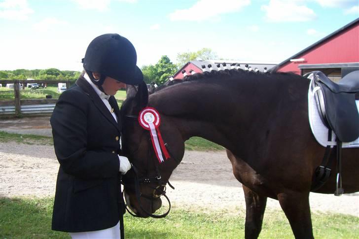 Dansk Varmblod Gredstedgårds Campari billede 10