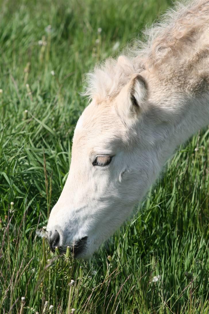 Fjordhest Mosegårdens Flig billede 2