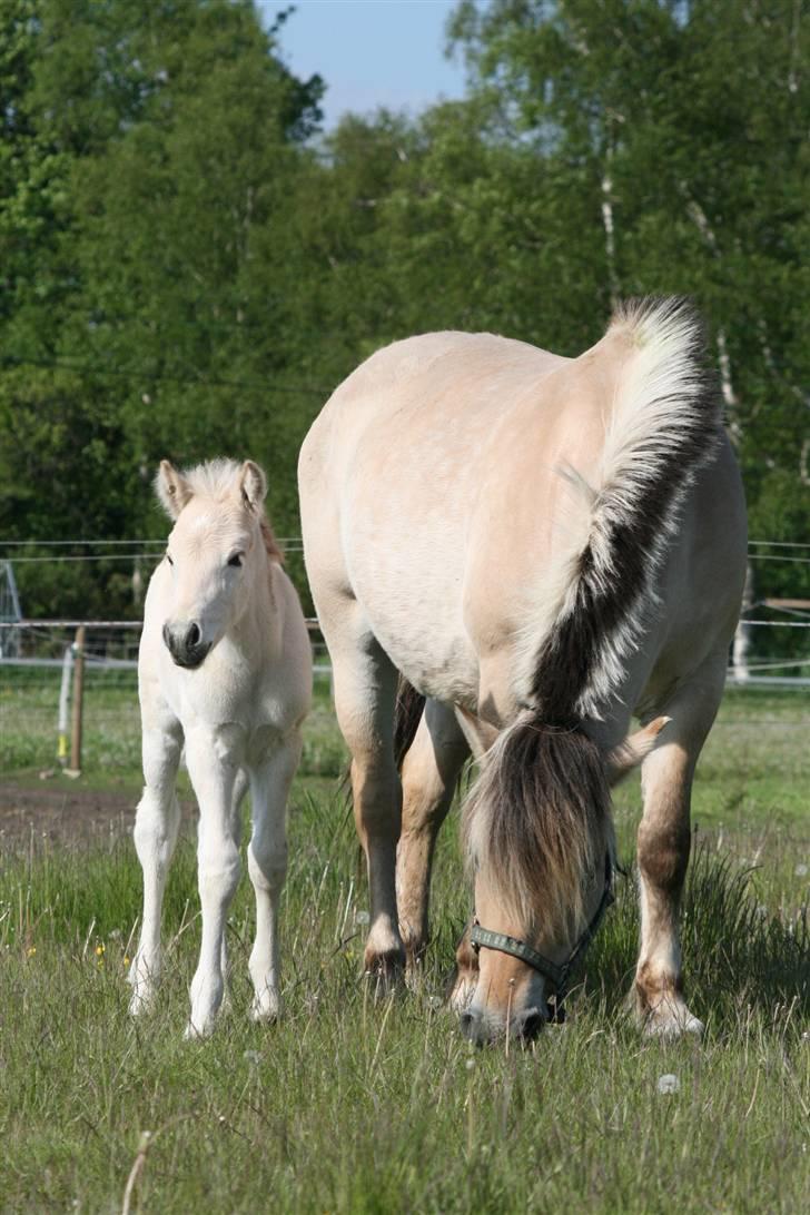 Fjordhest Mosegårdens Flig billede 3
