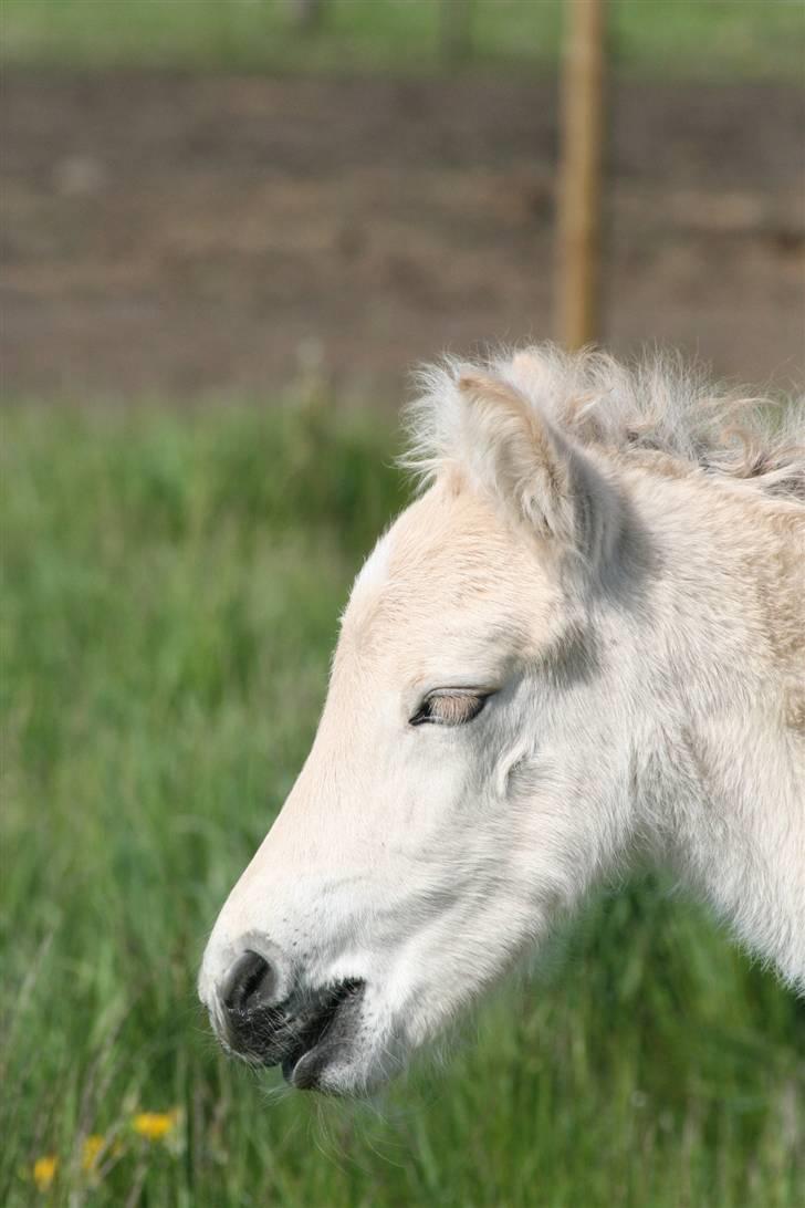 Fjordhest Mosegårdens Flig billede 4
