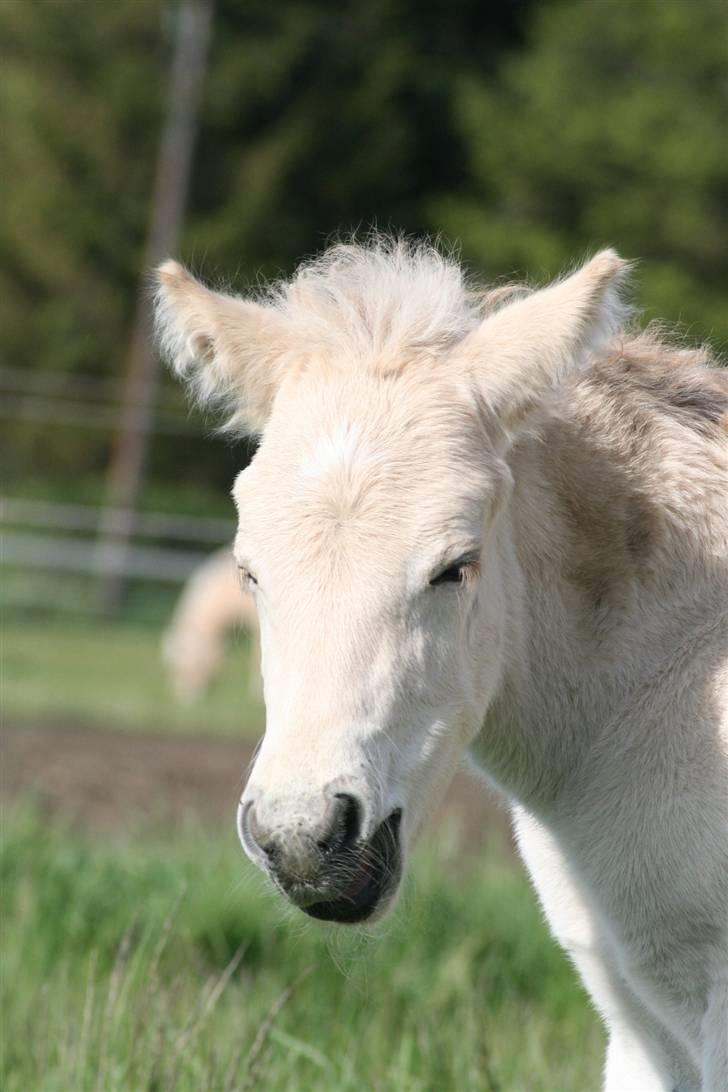 Fjordhest Mosegårdens Flig billede 5