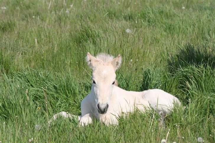Fjordhest Mosegårdens Flig billede 6