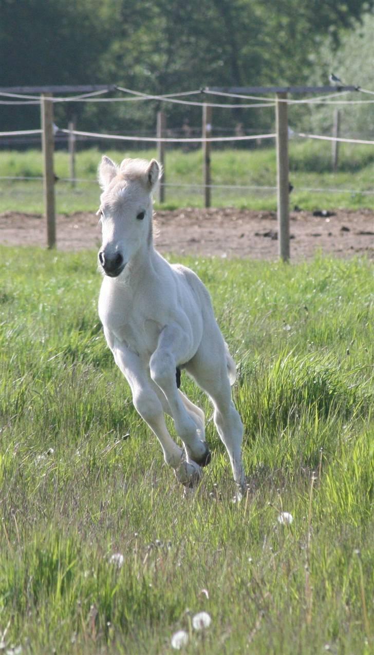 Fjordhest Mosegårdens Flig billede 7