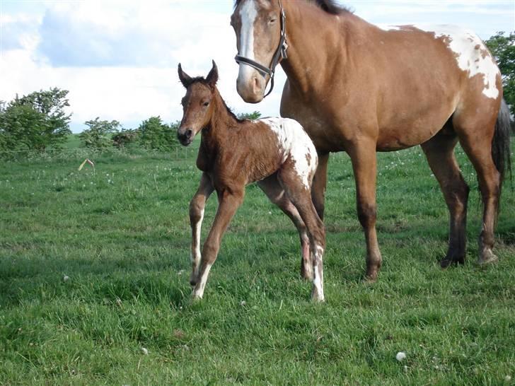 Knabstrupper Isaiiah Korsholm - Et par timer gammel og racer gearet er fundet billede 3