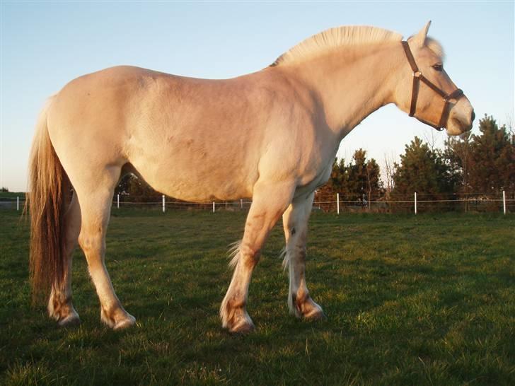 Fjordhest Liv  -   RIP :´( billede 7