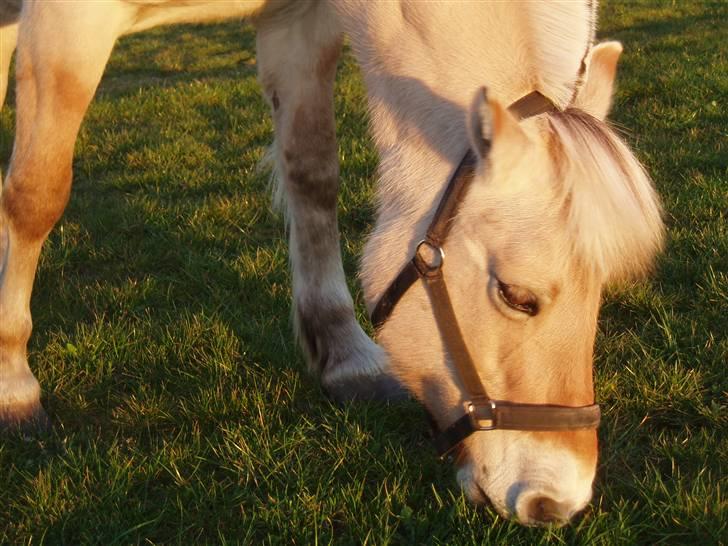 Fjordhest Liv  -   RIP :´( billede 8