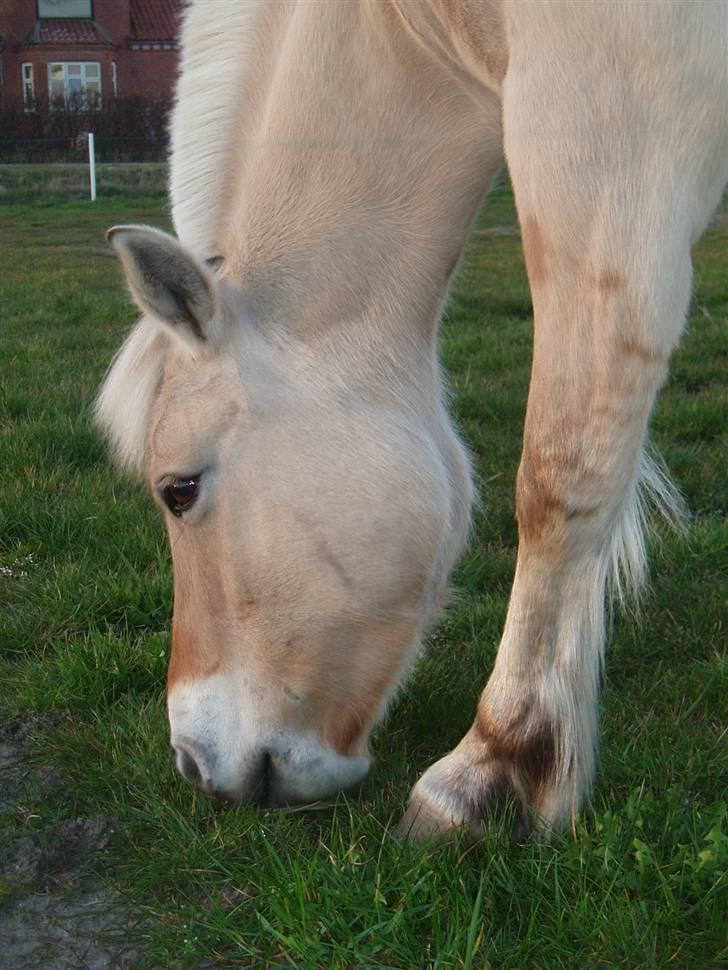 Fjordhest Liv  -   RIP :´( billede 9