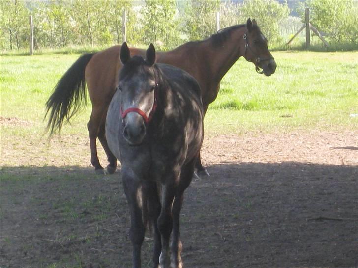 DSP Ally Divine billede 13