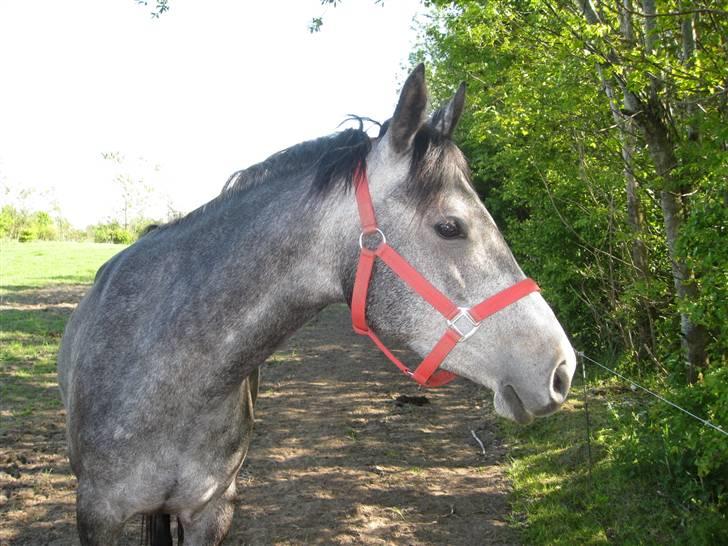 DSP Ally Divine billede 14