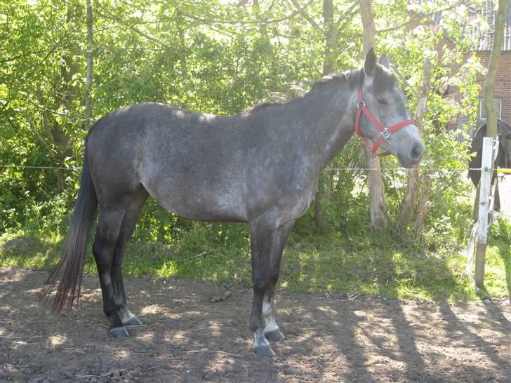 DSP Ally Divine billede 15