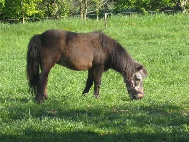 Shetlænder Lotte billede 12