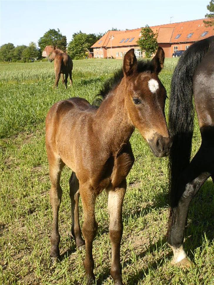 Anden særlig race ¤Melissa¤ billede 10