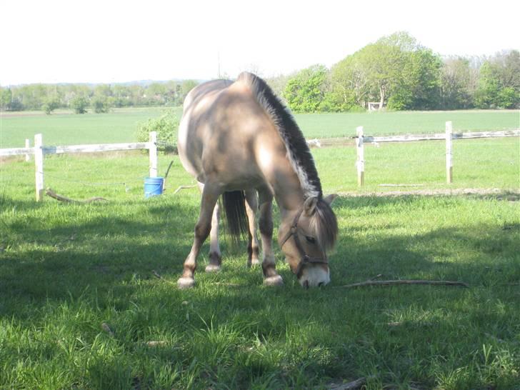 Fjordhest Jenni Mølbak billede 12