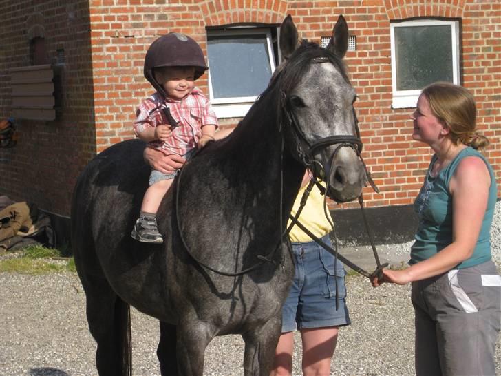 DSP Ally Divine - Alexander er Ally´s nye rytter:-) billede 16