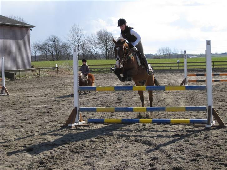 Anden særlig race Baksmindes Landini(Solgt) - flyve kan han også:-) billede 9