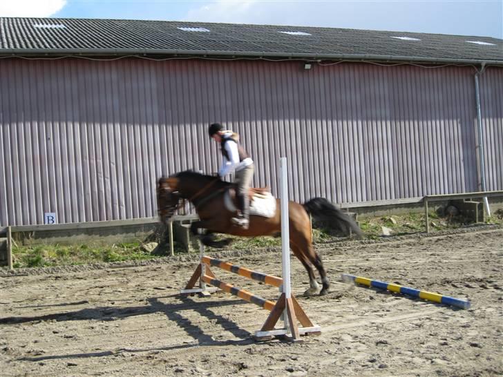 Anden særlig race Baksmindes Landini(Solgt) billede 11