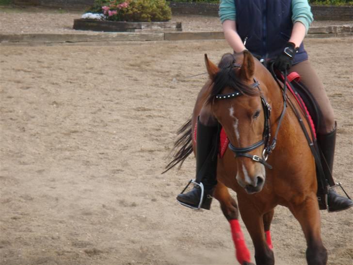 Anden særlig race Lady Philina. SOLGT - Til undervisning 20/5-09, Gik bare SÅ godt. Fotograf: A-S. billede 7