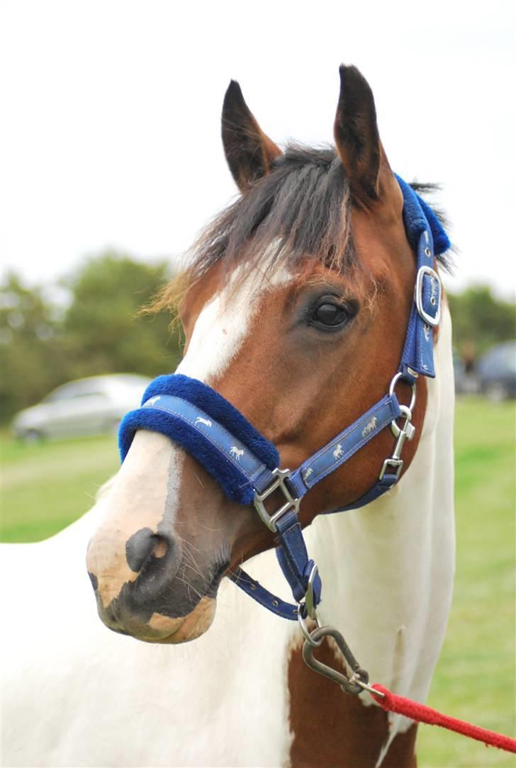 Pinto Bounty  - Velkommen til Bauntys profil.  billede 1