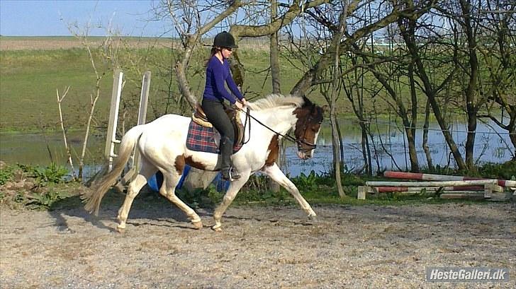 Pinto Bounty  - Dressur :) billede 6