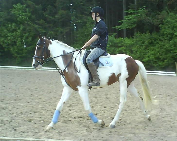 Pinto Bounty  - Anne rider. billede 14