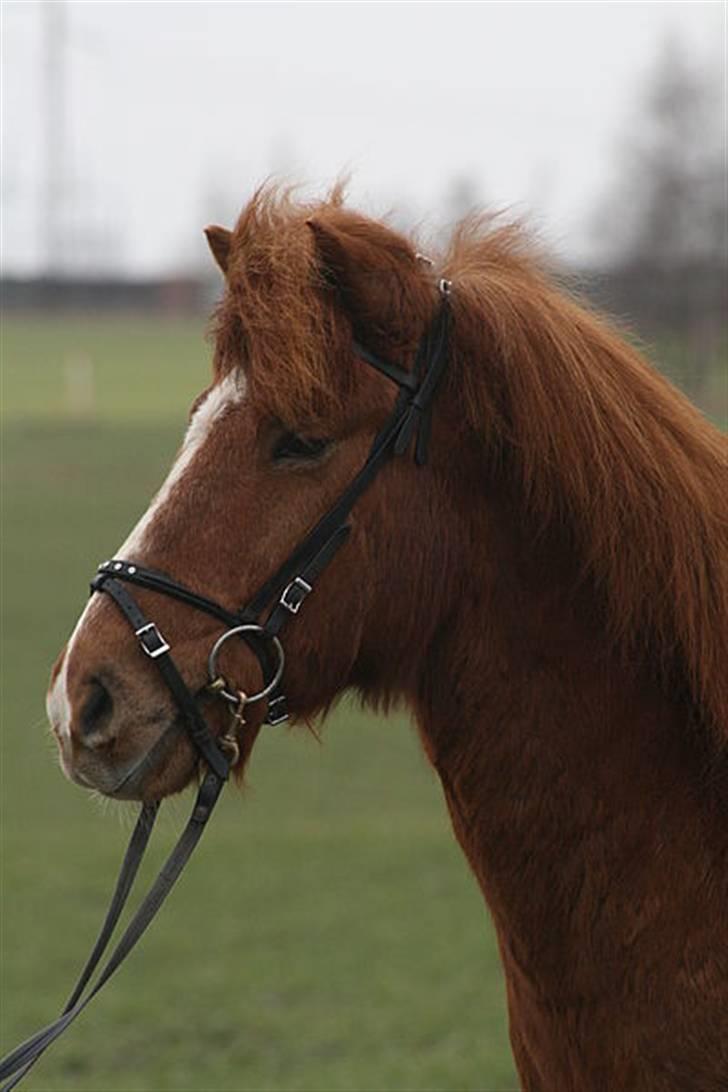 Islænder Jarl fra Nøddegården  billede 1