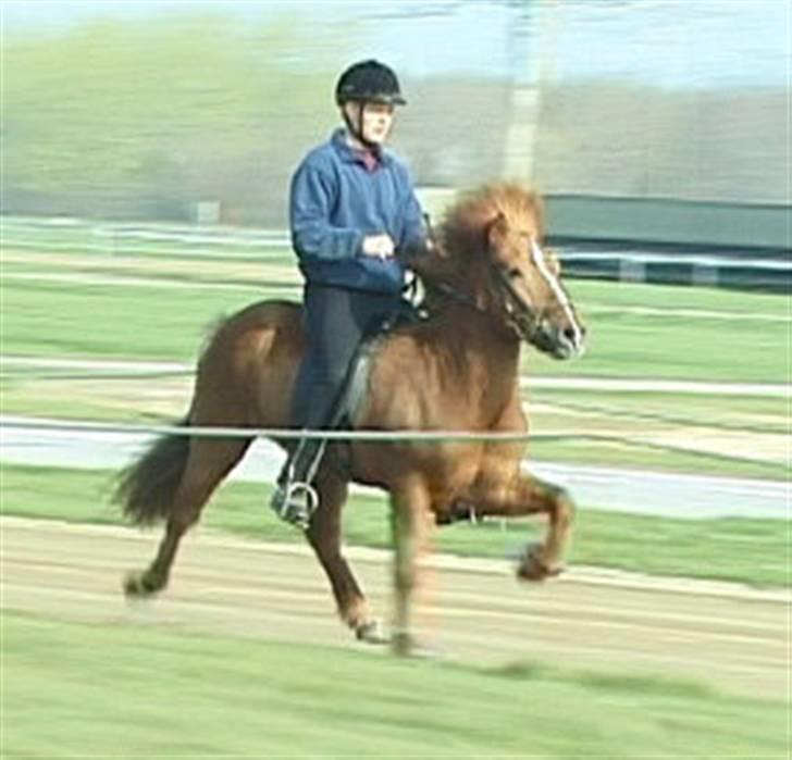 Islænder Jarl fra Nøddegården  - Med Johann til 5 års kåring billede 2
