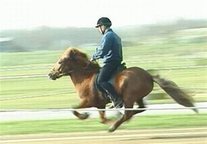 Islænder Jarl fra Nøddegården  - Med Johann til 5 års kåring - Jarl fik 9 for galop! billede 3