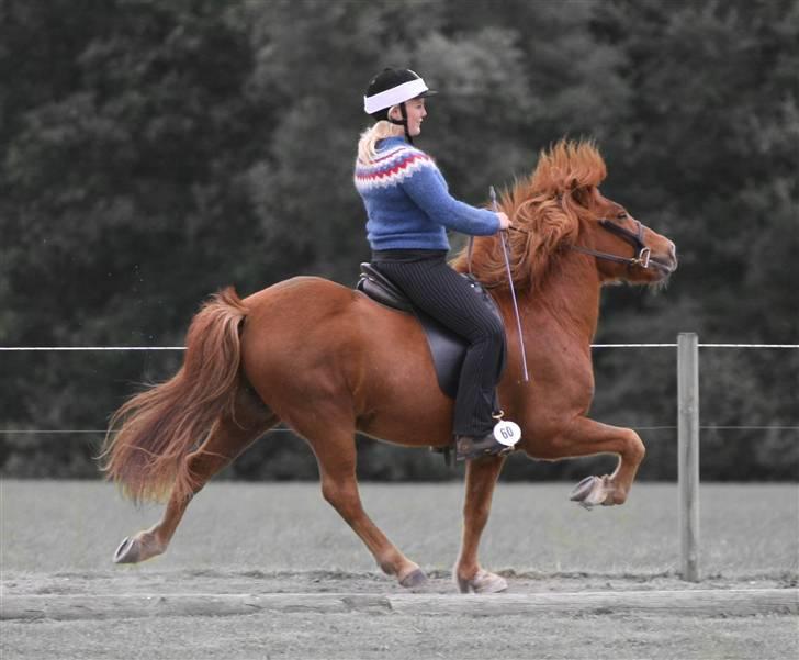 Islænder Jarl fra Nøddegården  - Fri tølt til blossi stævne ´07 billede 4