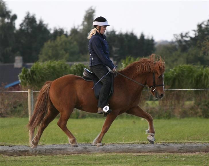 Islænder Jarl fra Nøddegården  - Trav til blossi stævne ´07 billede 5