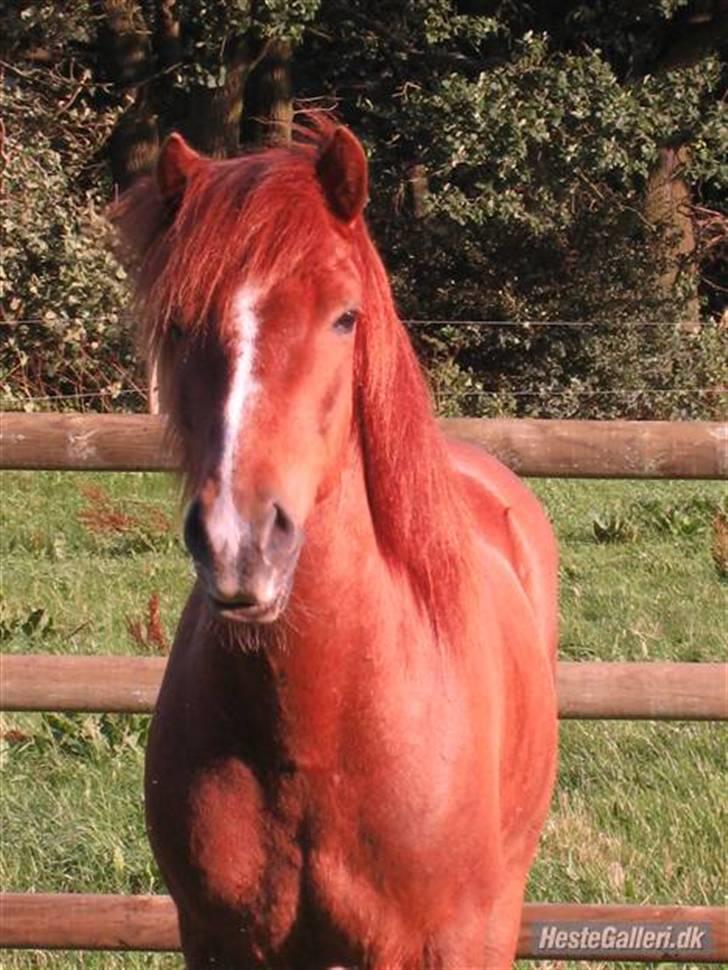 Islænder Jarl fra Nøddegården  - Jarl på marken billede 7