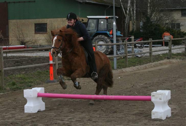 Islænder Jarl fra Nøddegården  - Lidt springning for sjov (: billede 9