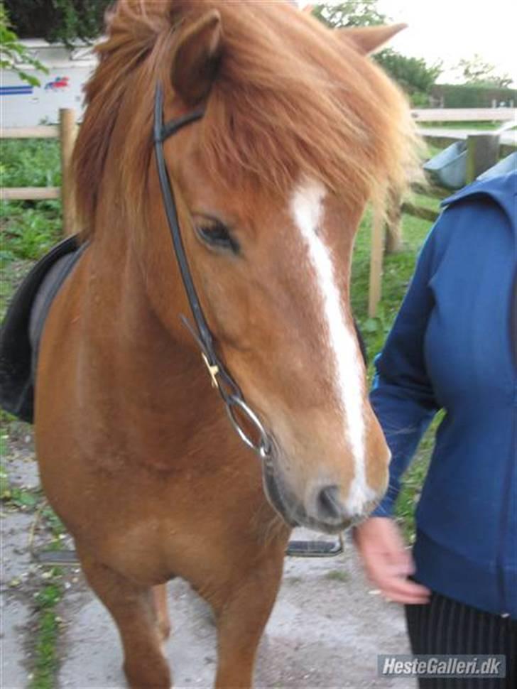 Islænder Jarl fra Nøddegården  billede 10