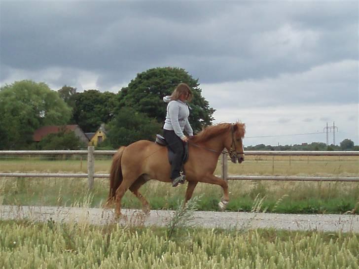 Islænder Jarl fra Nøddegården  billede 11
