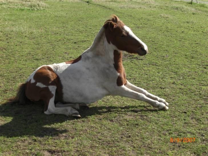 Pinto kærvangs Jolly R.I.P - jolly lille cirkus pony billede 2